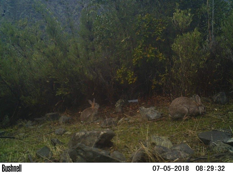 Conejo europeo (Oryctolagus cuniculus)