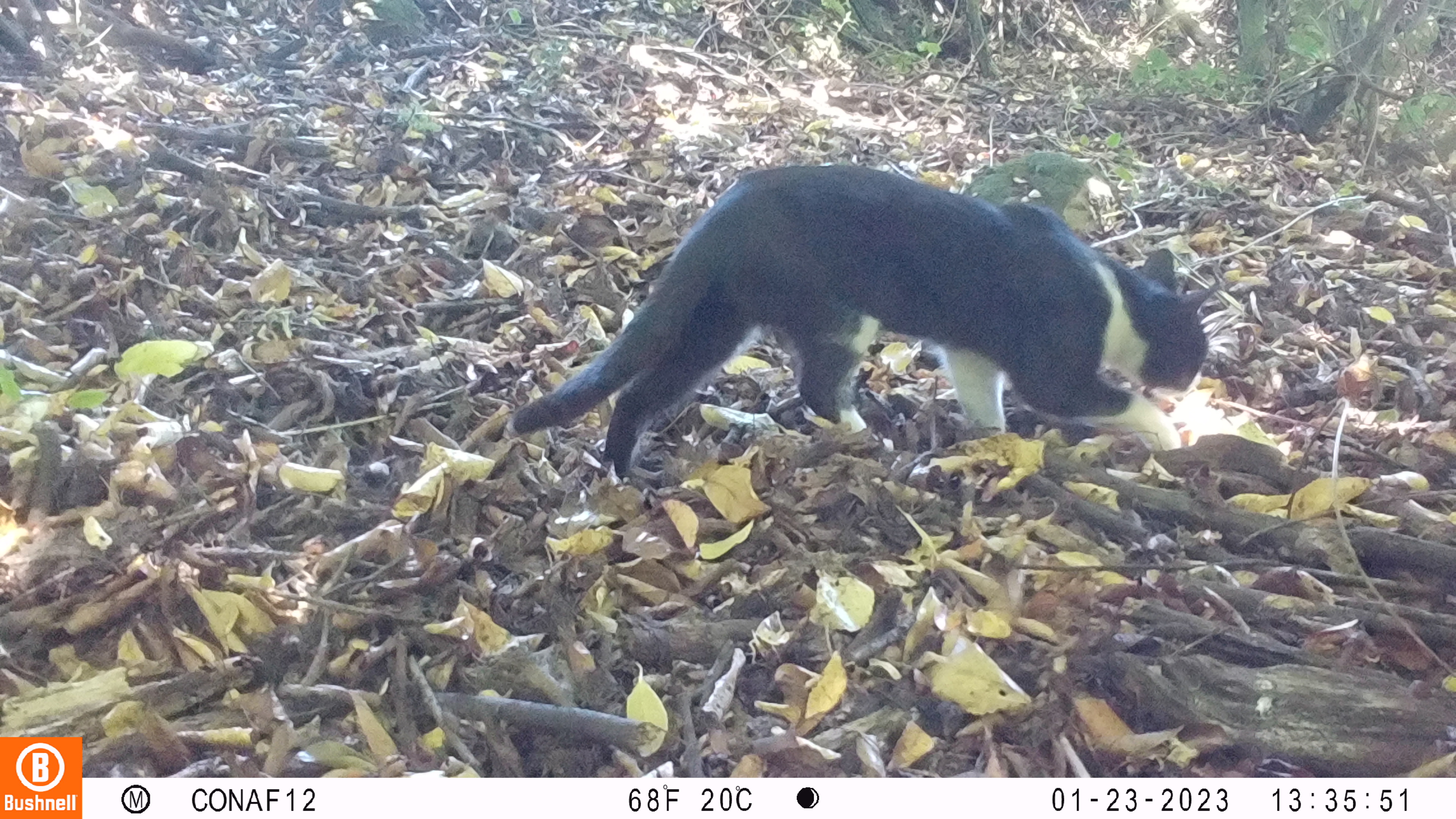 Gato doméstico (Felis catus)