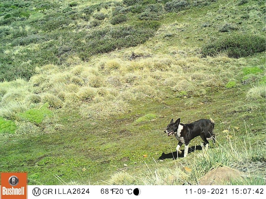Perro (Canis familiaris)