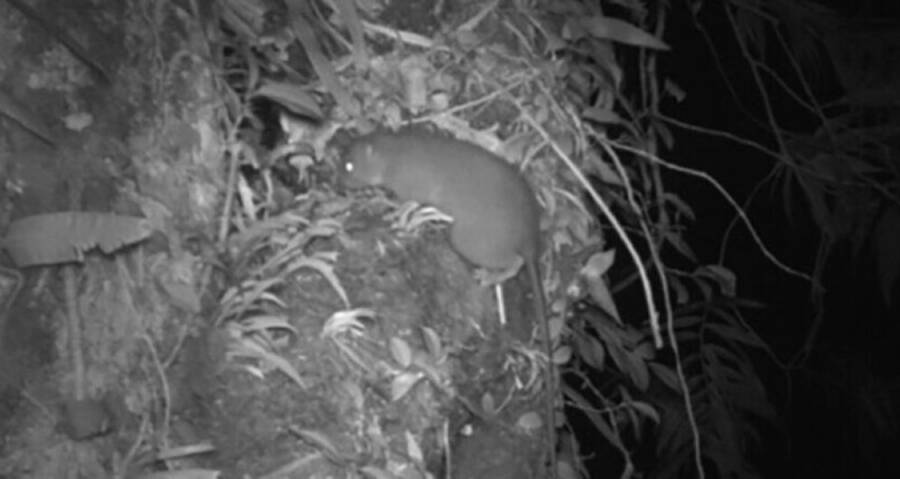 Rata negra (Rattus rattus)