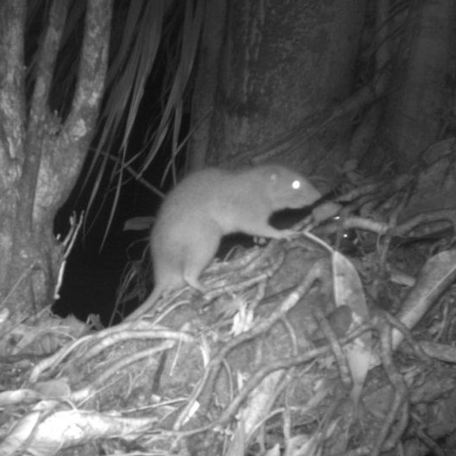 Rata negra (Rattus rattus)
